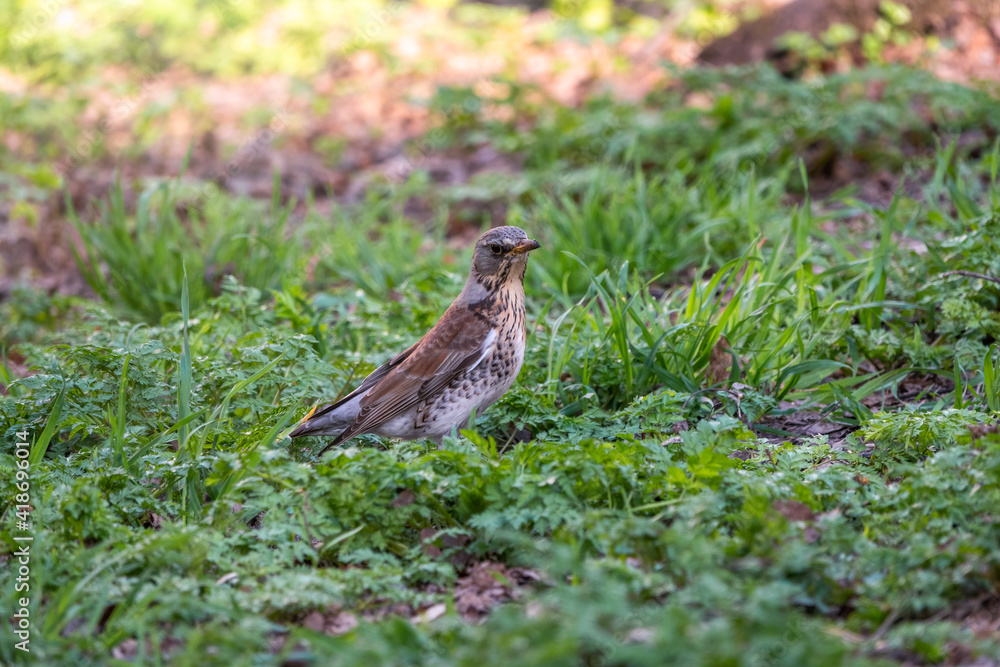 Wood bird Fieldfare, Turdus pilaris, on a sprng lawn. Wood bird Fieldfare, Turdus pilaris, on a sprng lawn.
