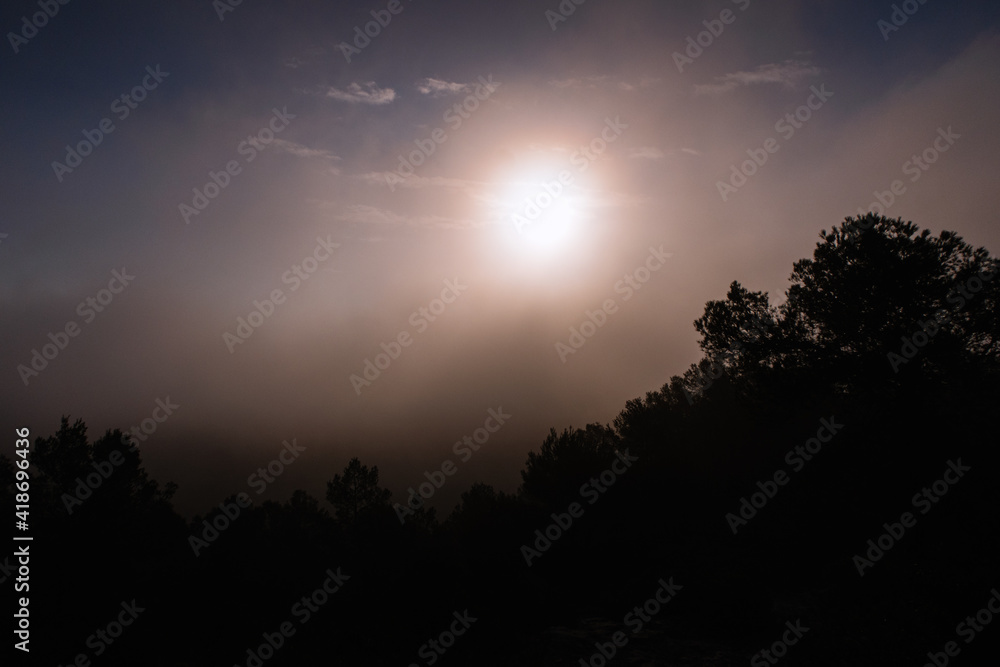 Foggy sunrise in a Mediterranean forest full of pine trees. Foggy sunrise in a Mediterranean forest full of pine trees.