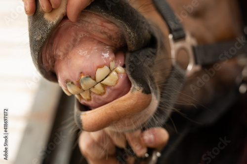 Baby horse loose temporary milk teeth and shows incisors erupting soon while open his mouth