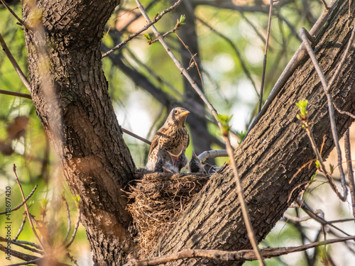 Thrush fieldfare, Turdus pilaris, in a nest with chicks © Dmitrii Potashkin