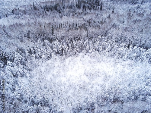 Snow covered forest protected forest reserve in Estonia by drone view