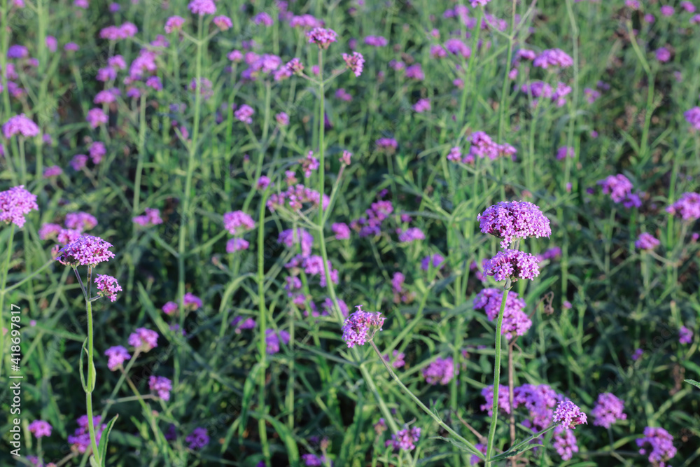 Purple Verbena flowers in the garden Purple Verbena flowers in the garden
