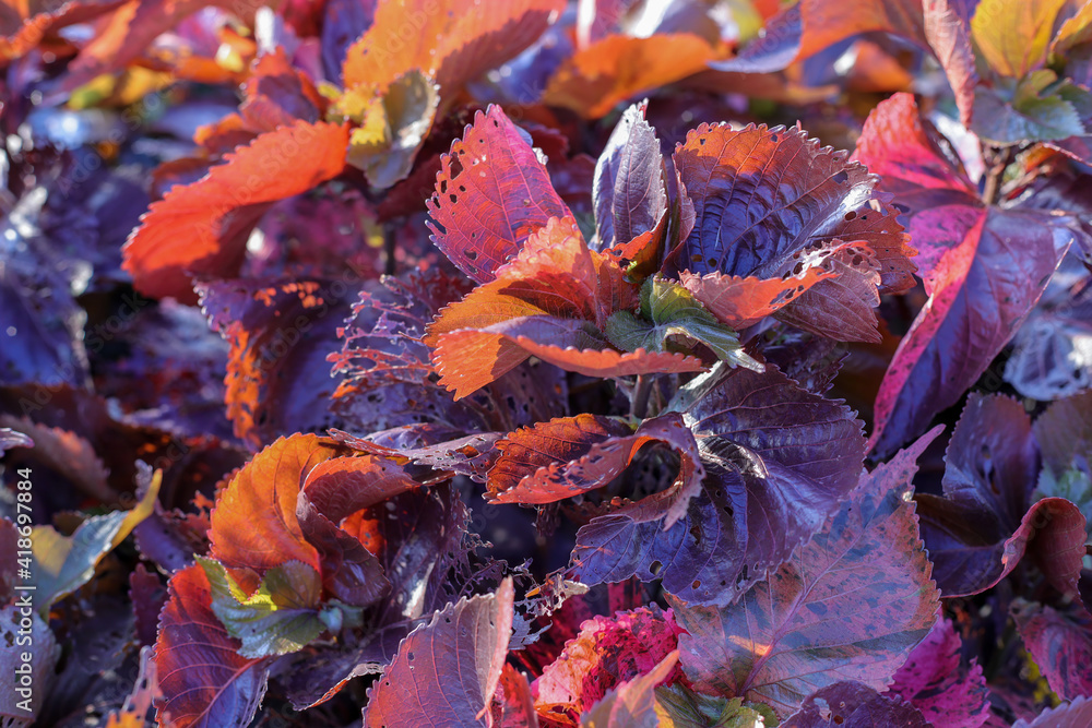 Purple leaves in the garden Purple leaves in the garden