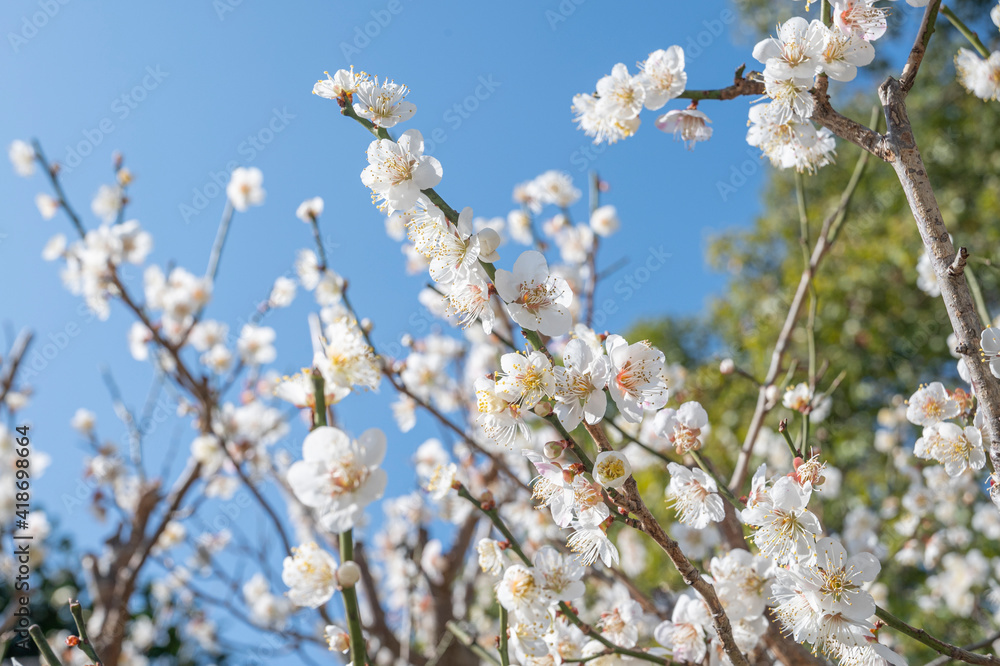 太宰府天満宮の梅の花 太宰府天満宮の梅の花