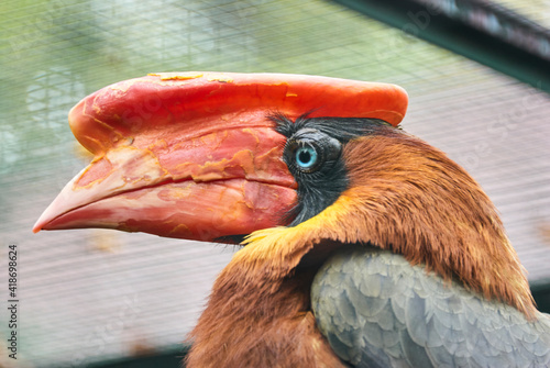 The rufous hornbill, Buceros hydrocorax, also known as the Philippine hornbill, is endemic to the Philippines photo