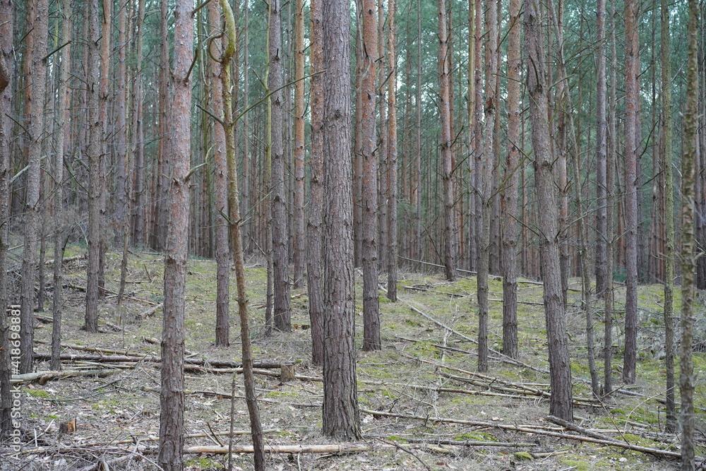 Obraz premium Stimmungsvoller Kiefernwald bei Potsdam in Brandenburg