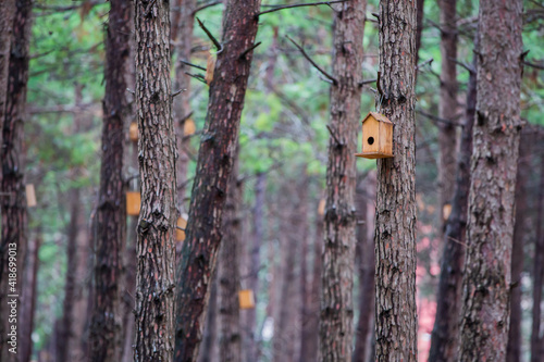 Fototapeta Naklejka Na Ścianę i Meble -  Front view, Inside the forest, wooden birdhouse attached to a pine tree trunk. Selective focus