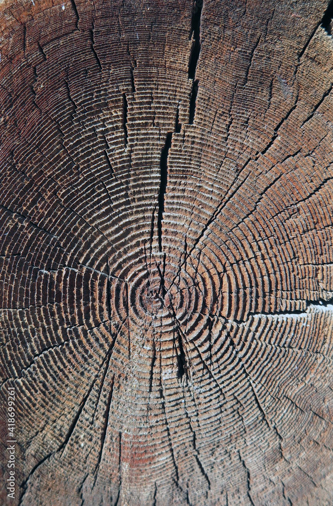Fototapeta premium Jahresringe in verwittertem Holz - annual rings in weathered wood