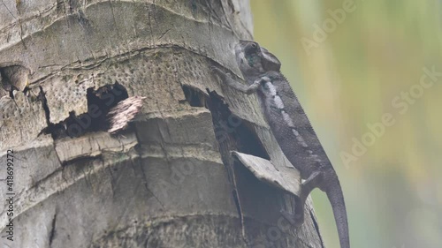 Closeup of Chameleon Climbing A Palm Tree in Madagascar photo