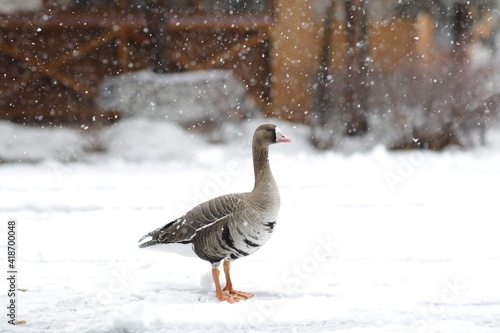 goose on snow