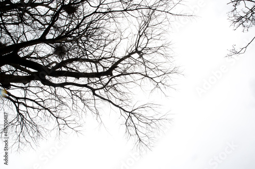 Wallpaper Mural Dry tree branches on isolated white background

 Torontodigital.ca