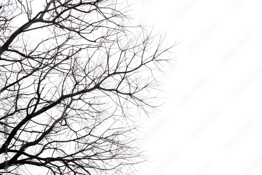 Dry tree branches on isolated white background

