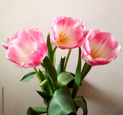 Wonderful pink tulips on a white background. Beautiful spring flowers.