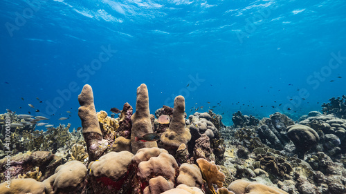 Seascape in coral reef of Caribbean Sea, Curacao with fish, Pillar Coral and sponge