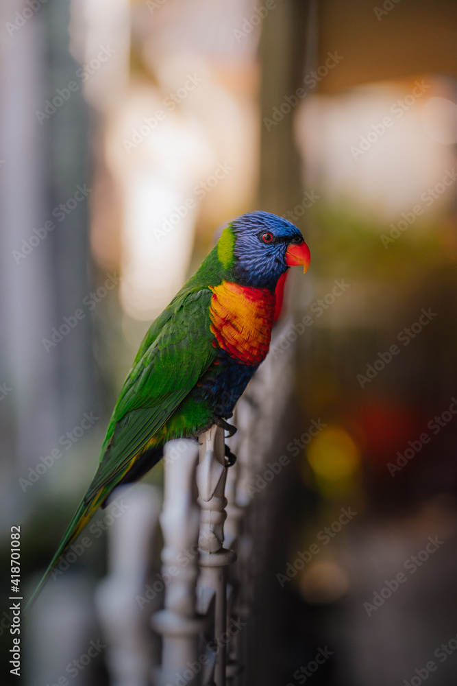 The rainbow lorikeet (Trichoglossus moluccanus) sitting on the fence. Extremely colored parrot with a blur background. The rainbow lorikeet (Trichoglossus moluccanus) sitting on the fence. Extremely colored parrot with a blur background.