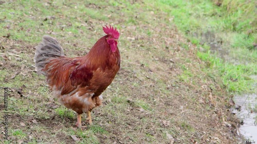 rooster crowing in the yard. Agriculture and animal husbandry.