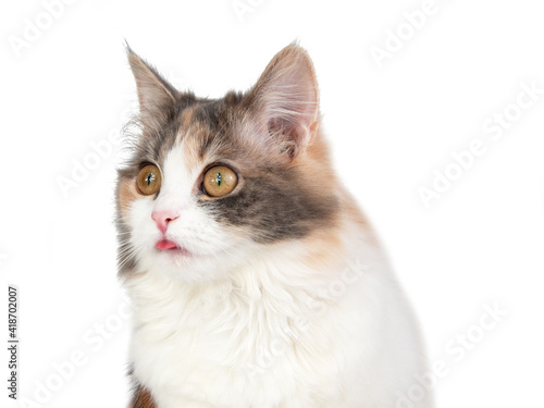 Bright fluffy funny cat isolated on the white background