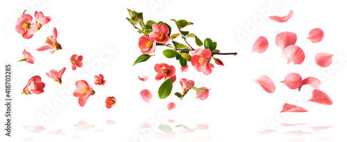 Wallpaper Mural A beautiful image of spring pink flowers flying in the air Torontodigital.ca