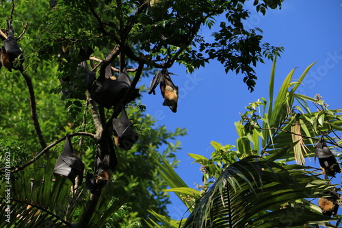 Fruitbats sleeping on a tree while beatiful weather. Deep blue sky.