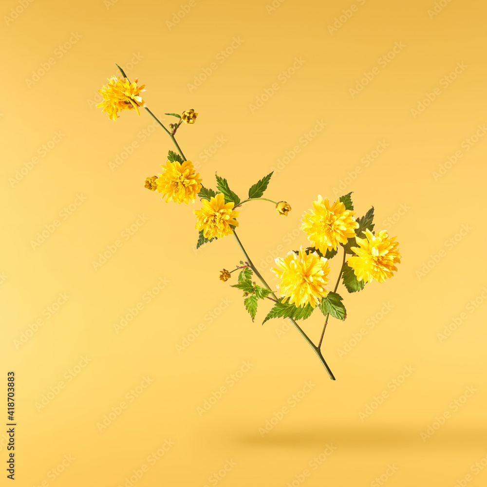 Beautiful sping flowers flying in the air. Levitation concept Beautiful sping flowers flying in the air. Levitation concept