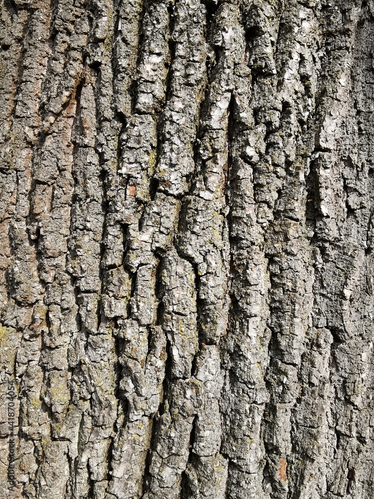 Naklejka premium bark of a tree