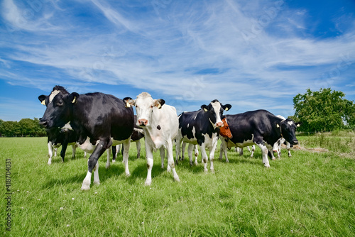 Milchviehhaltung - Holstein-Friesian Rindvieh auf einer Weide, landwirtschaftliches Symbolfoto.
