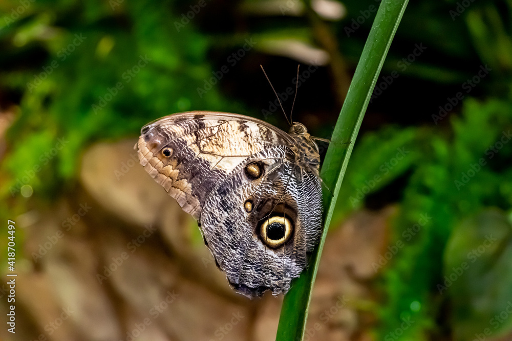 Fototapeta premium Modraszkowate. Późne lato.