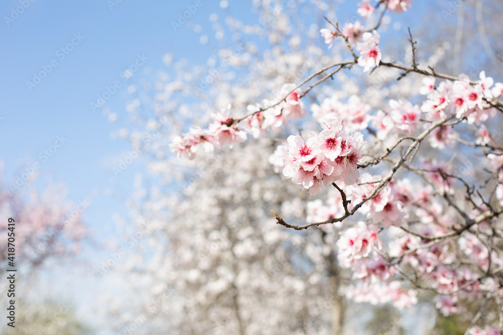 Beautiful sprigs of a blossoming almond tree are on a blurred background of a blossoming park. Spring landscape. Spain. Beautiful sprigs of a blossoming almond tree are on a blurred background of a blossoming park. Spring landscape. Spain.