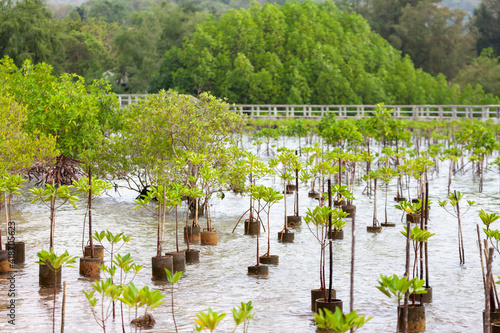 Replanting and rewilding mangroves forest for sustainable and restoring ocean habitat in coastal area photo