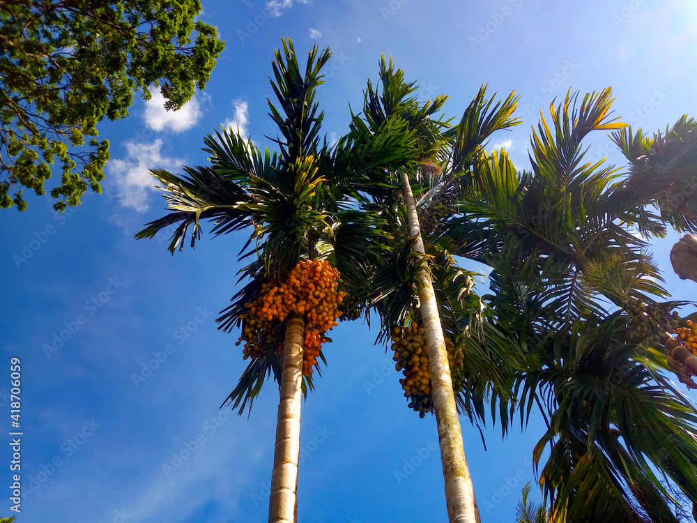 Obraz premium Green leaf trees in nature Sky backdrop