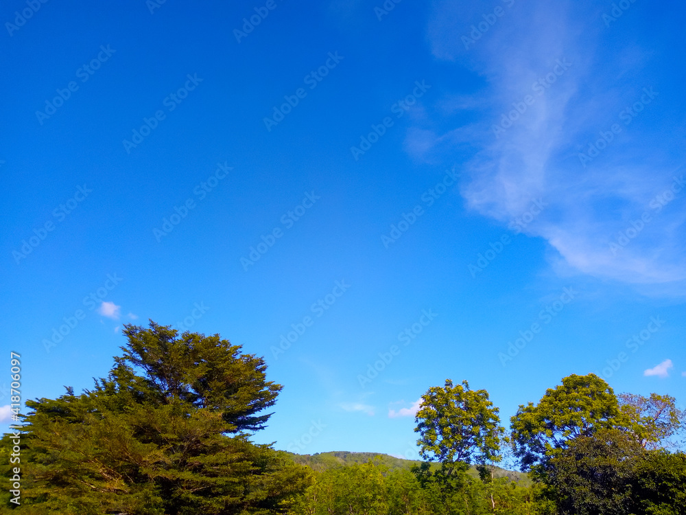 Green leaf trees in nature Sky backdrop