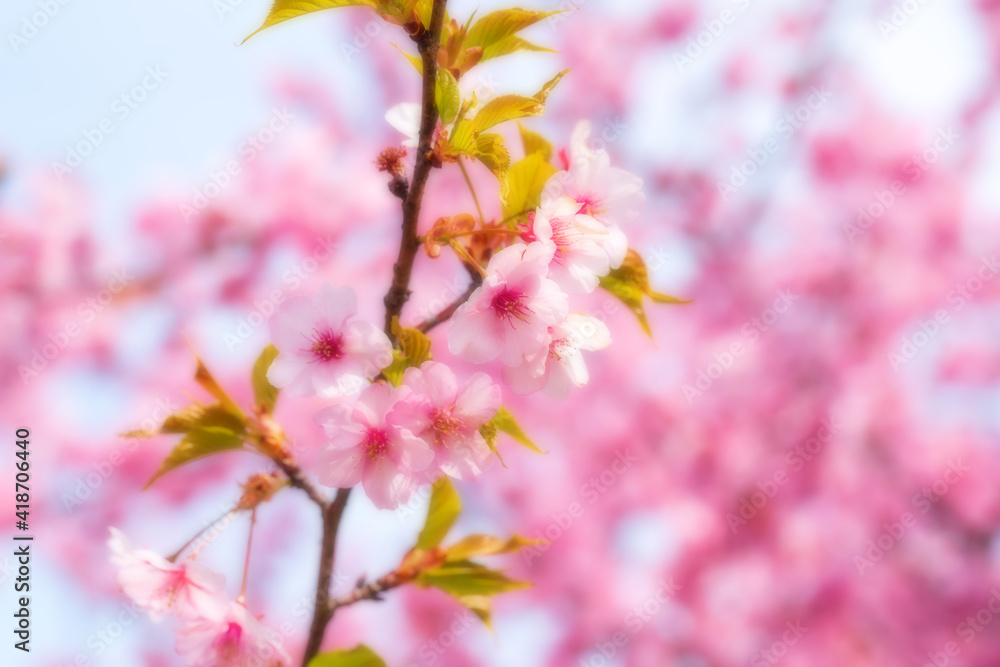 河津桜のある背景