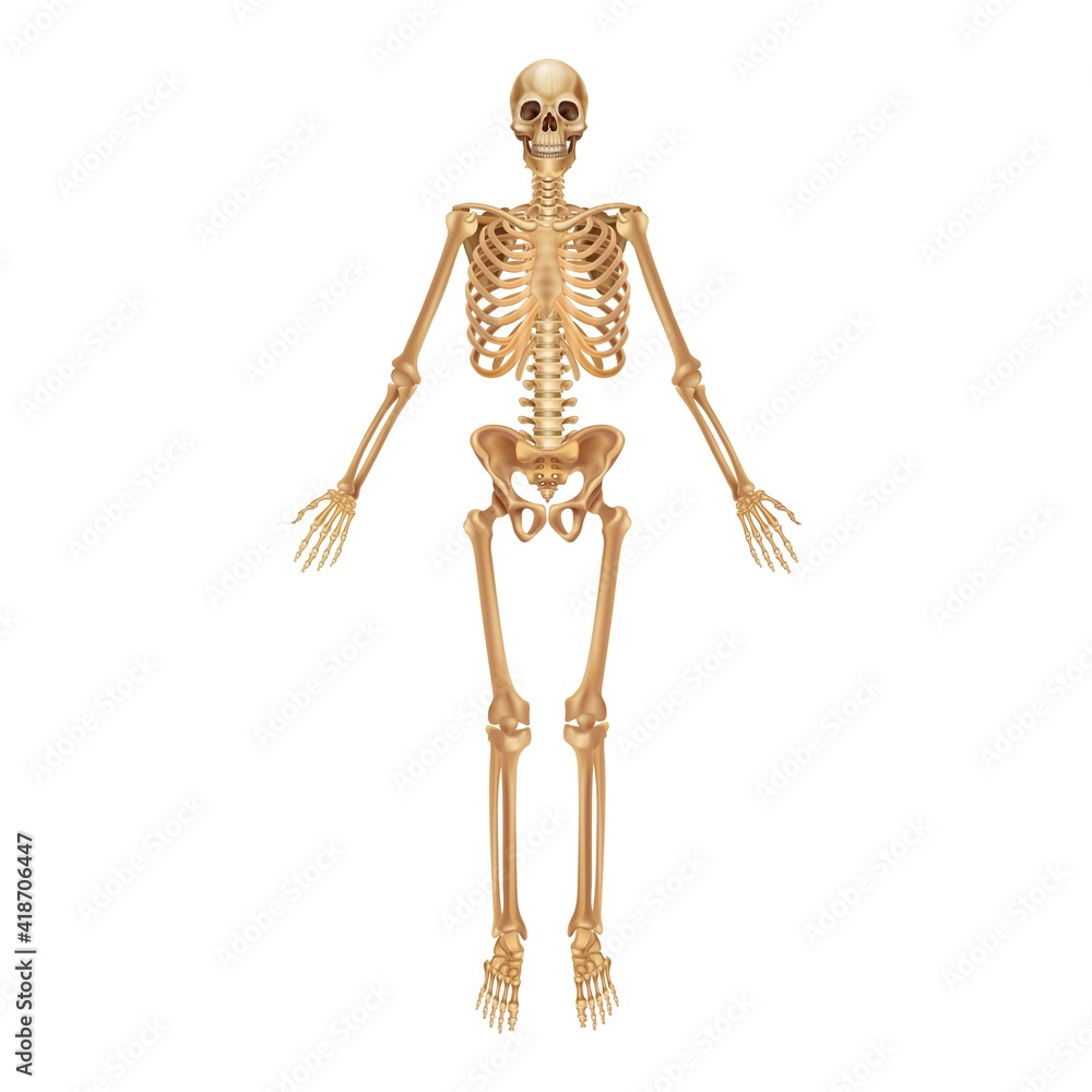 Human skeleton. Medical 3D anatomical banner. Realistic yellow bones of limbs or skull, trunk with spine and ribs. Front view of isolated skeletal system. Vector detailed scientific educational model