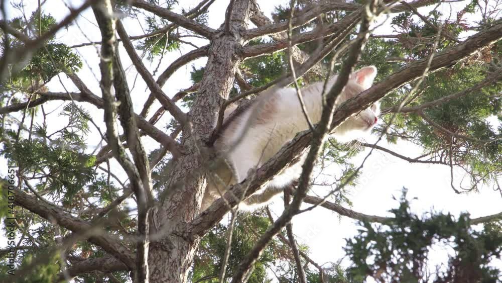 small kittens climbing a tree playing. Lifestyle of pets. small kittens climbing a tree playing. Lifestyle of pets.