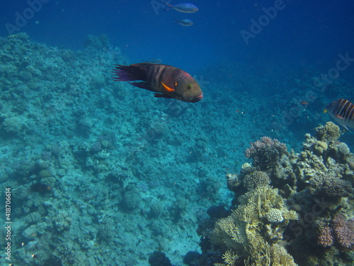 red sea, corals, fish, natural light, background, texture, bright colors, coral reef close-up, underwater coral reef, ocean nature close-up © Vad-Len