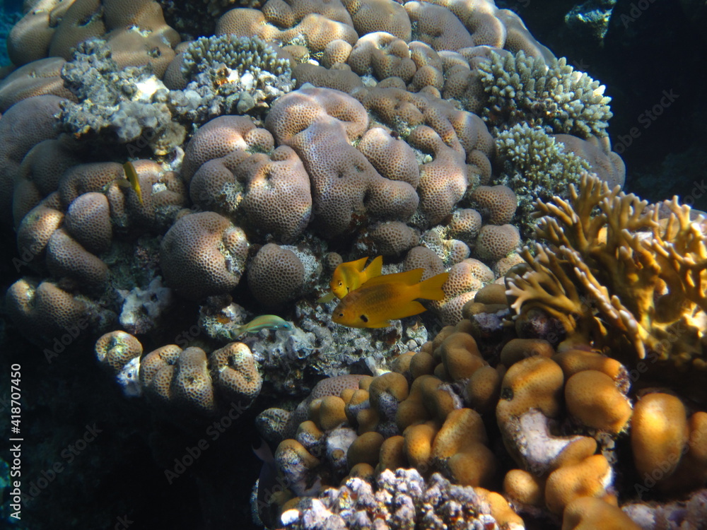 red sea, corals, fish, natural light, background, texture, bright colors, coral reef close-up, underwater coral reef, ocean nature close-up red sea, corals, fish, natural light, background, texture, bright colors, coral reef close-up, underwater coral reef, ocean nature close-up