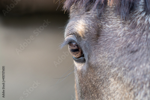 Pferd / Pony (Auge) © Petra Fischer