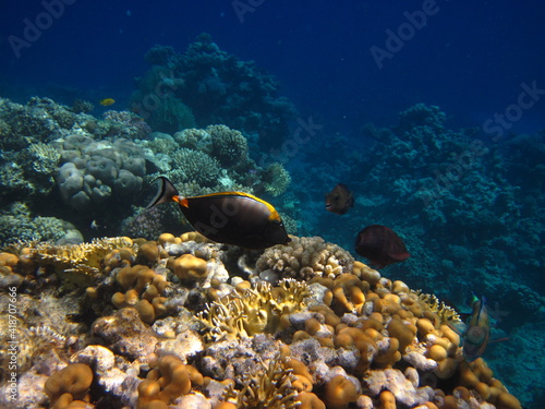 red sea, corals, fish, natural light, background, texture, bright colors, coral reef close-up, underwater coral reef, ocean nature close-up