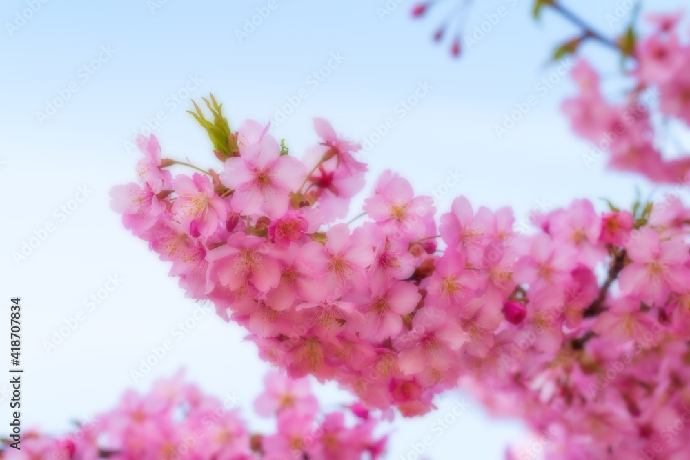 河津桜のある背景