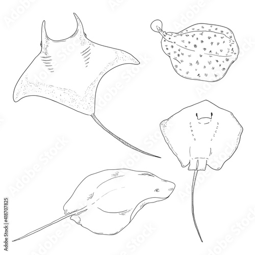 Numb-fishes Sketch Set. Vector Collection of Stingray Illustrations