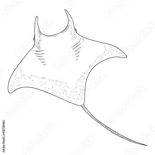 Sketch Manta Ray. Hand Drawn Devilfish Drawing.