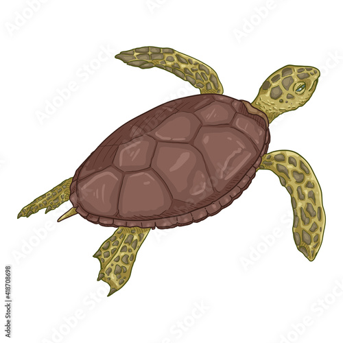 Cartoon Sea Turtle. Vector Eretmochelys Imbricata