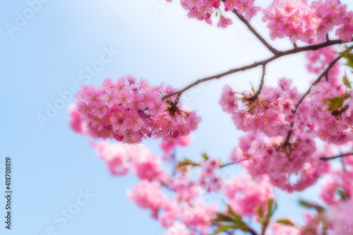 河津桜のある背景