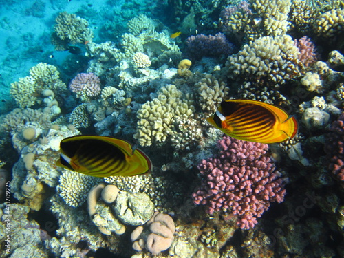 red sea  corals  fish  natural light  background  texture  bright colors  coral reef close-up  underwater coral reef  ocean nature close-up