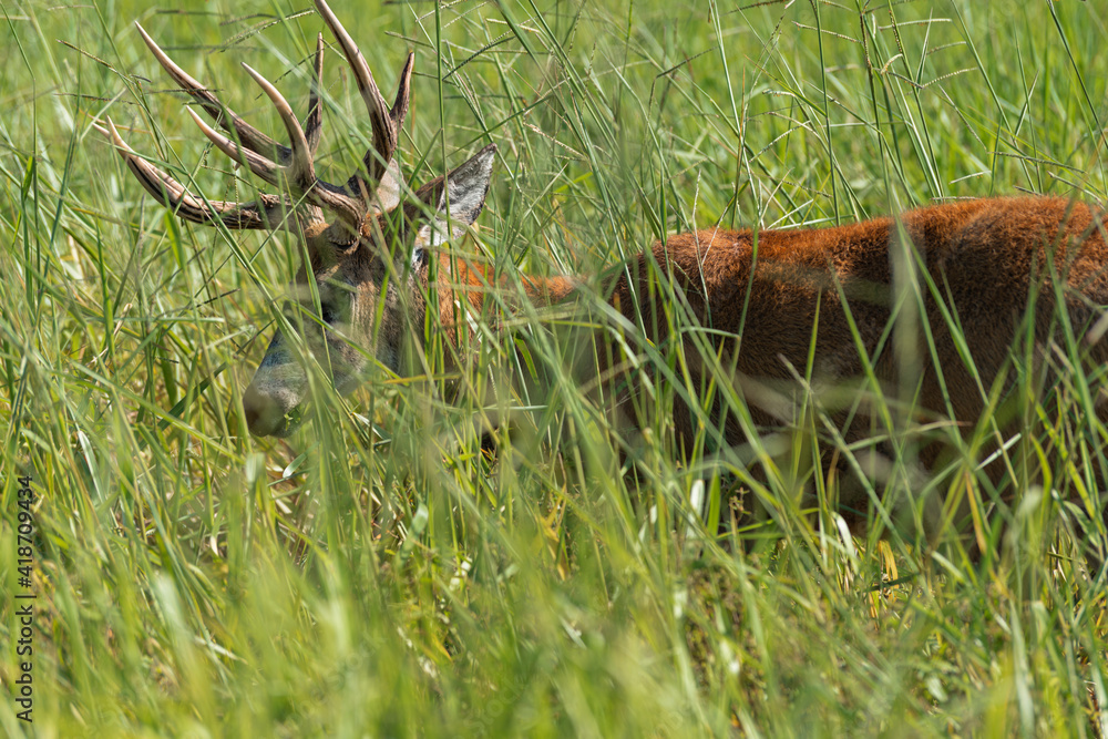 Marsh deer adult male with horns, grazing in green field with tall grass Marsh deer adult male with horns, grazing in green field with tall grass
