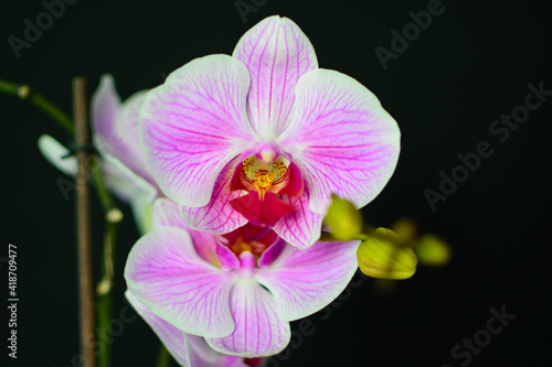 white-pink orchid on a black background