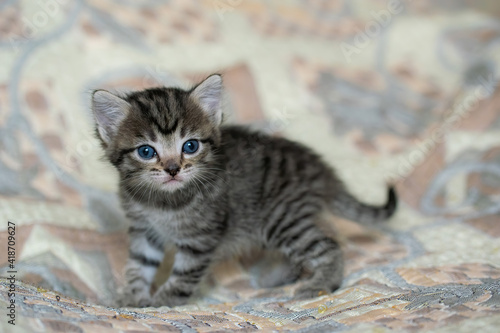 Little tabby kitten at home on a plaid. © Grigoriy Lukyanov