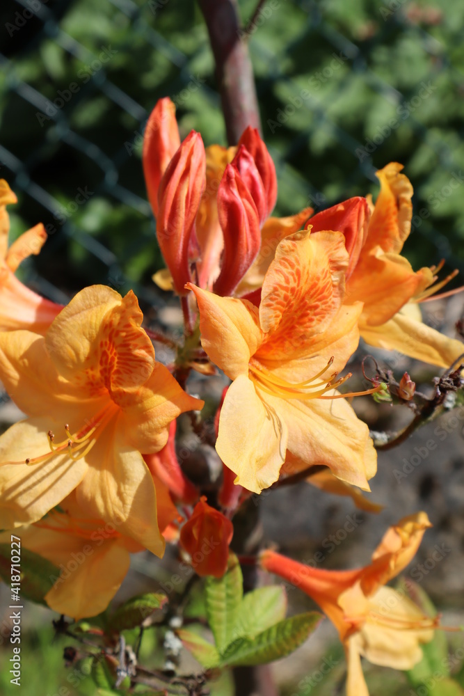 Gelbe Blume im Garten Gelbe Blume im Garten