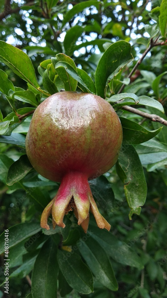 Pomegranate fruit Pomegranate fruit
