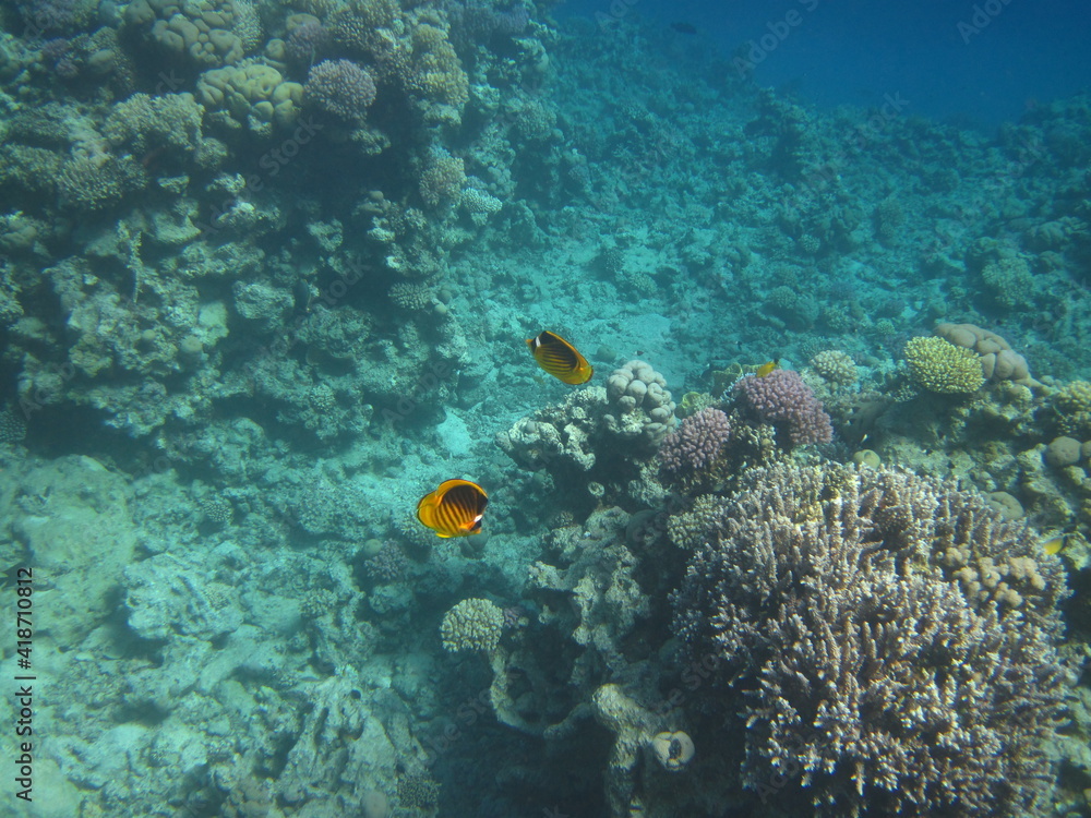 Fototapeta premium red sea, corals, fish, natural light, background, texture, bright colors, coral reef close-up, underwater coral reef, ocean nature close-up